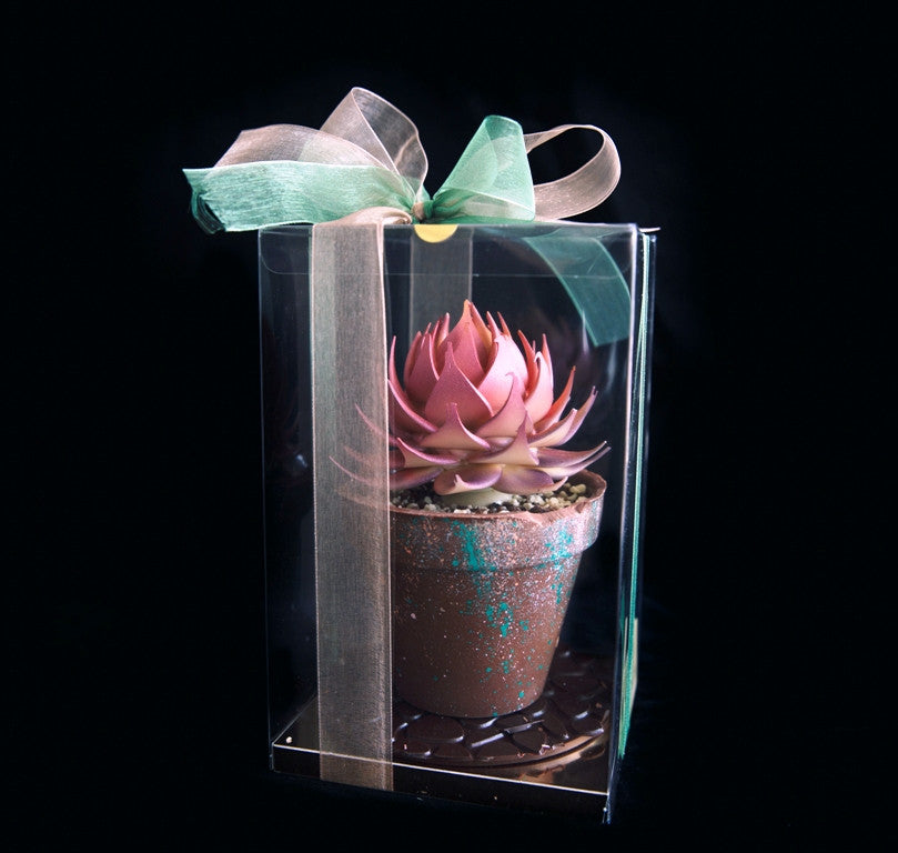 Succulent Plant