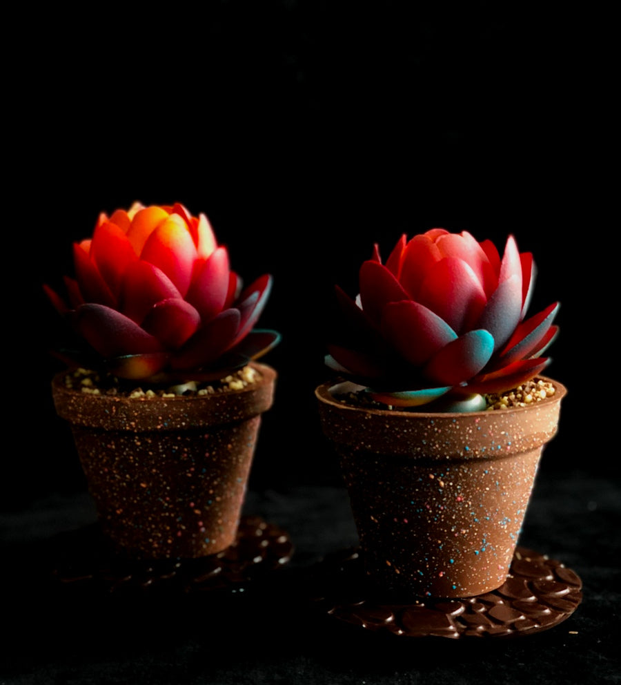 Succulent Plant