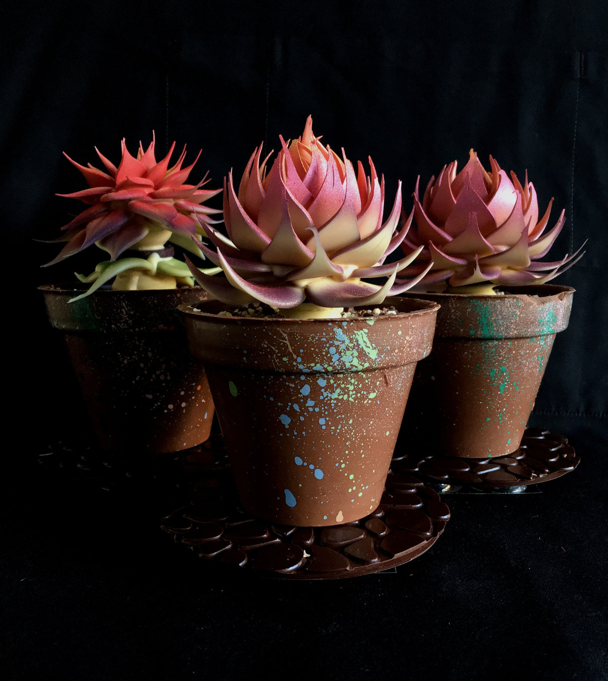Succulent Plant