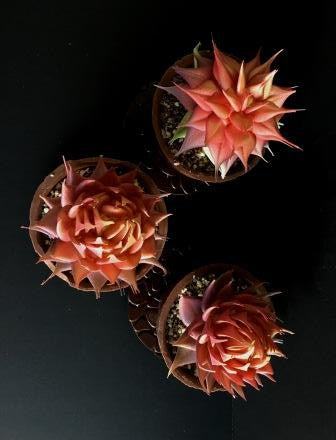 Succulent Plant